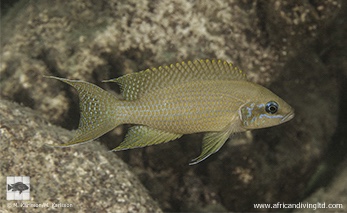 Neolamprologus brichardi 'Kasisi Island'